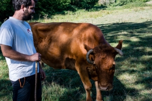 Les vaches de Benoît
