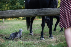Oh, une poule !